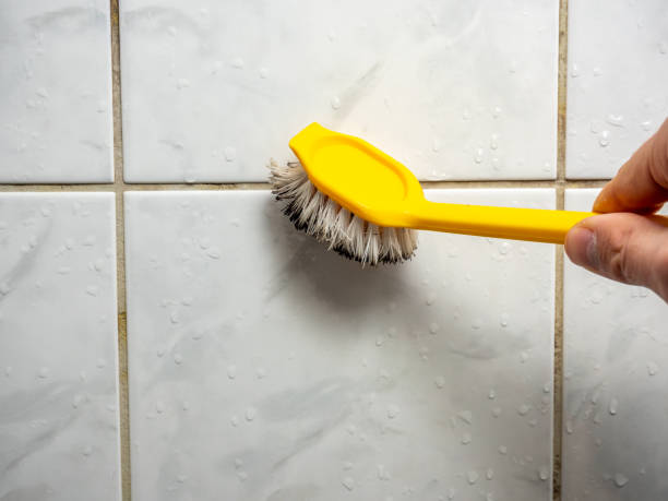 Trusted Brookfield, IL Mold Removal Experts