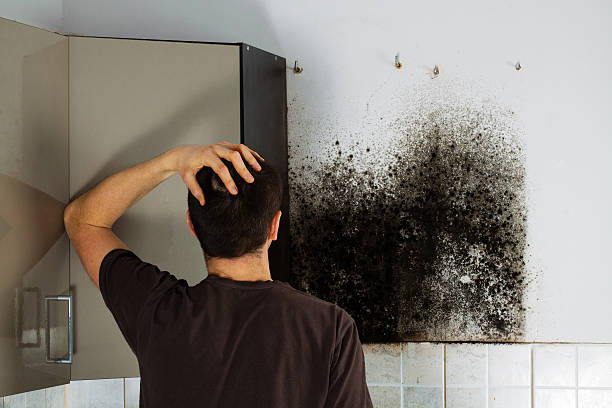 Office Mold Removal Services in Brookfield, IL